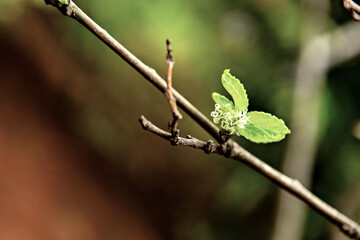 Broto verde. folha.