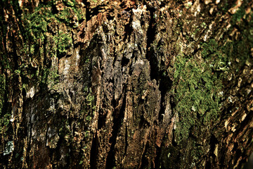 Cascas de madeira.