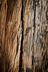 Fototapeta premium Cascas de madeira.