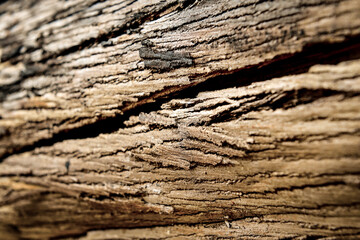Cascas de madeira.
