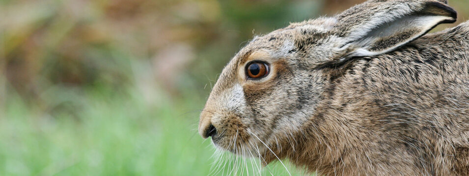 Horizontal banner or header with close up of brown european hare (Lepus europaeus) hiding in vegetation and relying on camouflage - Concept of mimicry and wildlife conservation