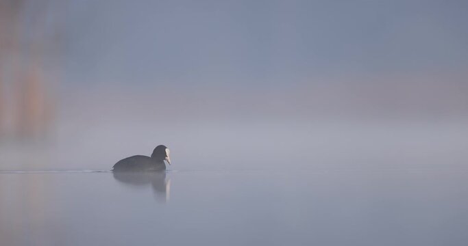 Common coot swimming in the mist