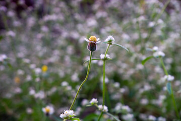flowers in the meadow