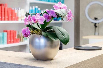 Pink orchid flower in silver pot on wooden desk in hair salon on blurred  background of shelves with cosmetic products