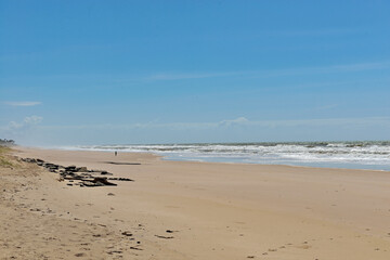 Praia e coqueiros.