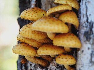 mushrooms on a birch tree.forest. autumn. Armillaria