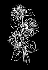  Sunflower flowers are white on a black background