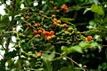 Frutos do café. Baga.