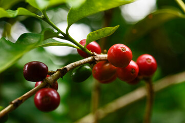 Frutos do café. Baga.