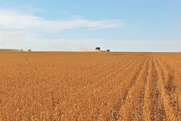 Campo de soja seco , sendo colhido.