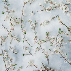 White flowers isolated on gray background. Flat lay, top view. Spring background.