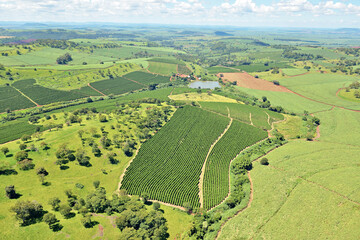 Campo de café vista aérea. Cafezal.