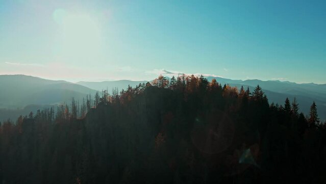 Aerial Magnificent view coniferous forest on mighty Carpathians Mountains and beautiful blue sky background. Beauty of wild virgin Ukrainian nature. Peacefulness.