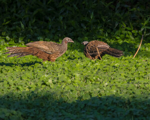 Two young birds looking for food in the swamp