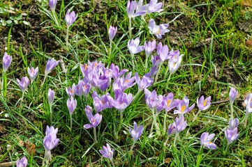 AUT, Fr&uuml;hling, Blumen, Fr&uuml;hlingsboten