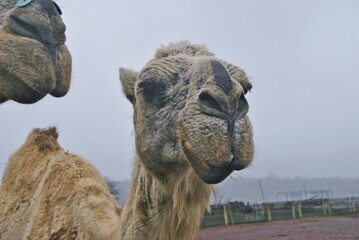 camels pose