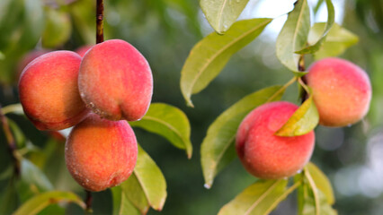 Peaches growing on a tree in the summer .Natural fruit. Peaches on  tree branches. Delicious and healthy organic nutrition. Beautiful garden with ripened nectarines. Healthy eating vegetarianism vegan