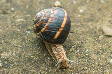 Macro photography of a large snail crawling on concrete. Roman, Burgundian or escargot snail.
