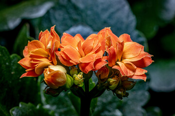 Beautiful bright orange and yellow flowers close-up on a dark background. Macro. Very soft focus