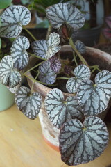 Fototapeta na wymiar Begonia rex 'Silver Dollar' houseplant (painted-leaf Begonia)