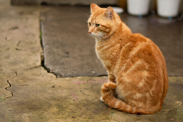 red cat 