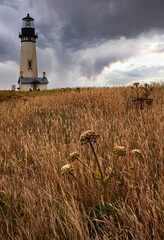 Late summer, Yaquina Head, Oregon