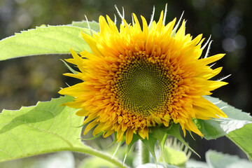 Beautiful sunflower on a sunny day with a natural background.  Flower of sunflower head. Agriculture. Farming. Natural product. Yellow big flower. Summer background. Seeds and oil. Sunflower blooming.