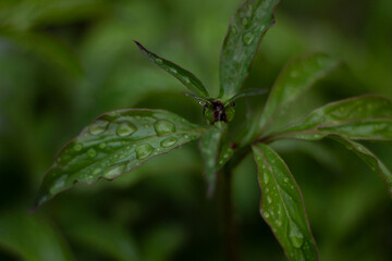 leaf