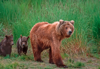 Fototapeta na wymiar Grizzly bear with her cubs