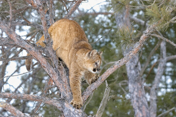 Cougar climbing in tree