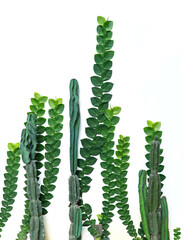 white wall with fresh green cactus tree , copy space isolated concept