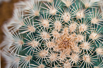 Naklejka na ściany i meble beautiful mammillaria cactus spine , selective focus close up