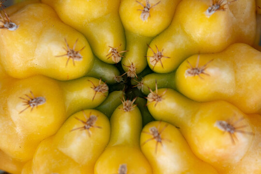 close up to cactus yellow - gymnocaycium damsii , selective focus