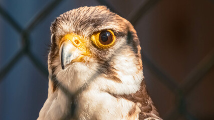 Falco biarmicus, lanner falcon, close-up portrait