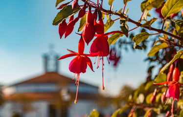 Fuchsia magellanica at the famous Therme Bad Griesbach, Bavaria, Germany