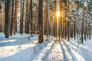 A delightful landscape of a pine forest in winter. The sun's rays through the snow and trees.