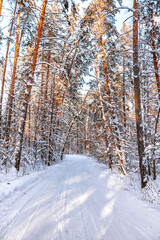 Winter pine forest with snow, amazing panorama with a snow-covered path