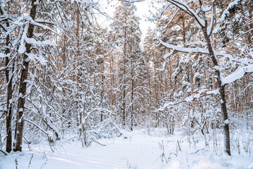 Winter pine forest with snow, amazing panorama with a snow-covered path