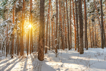 A delightful landscape of a pine forest in winter. The sun's rays through the snow and trees.
