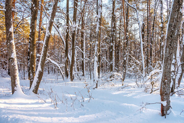 Winter pine forest with snow, amazing panorama with a snow-covered path