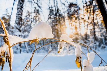 Snow-covered grass in a winter forest against the sun. Details of the snow forest