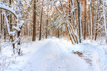 Winter pine forest with snow, amazing panorama with a snow-covered path