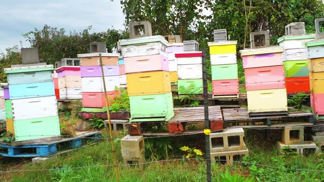 Apple orchard fruit trees rural farm garden handheld walking panning of colorful boxes of honey bee hives with many insects flying by electric fence and solar panel
