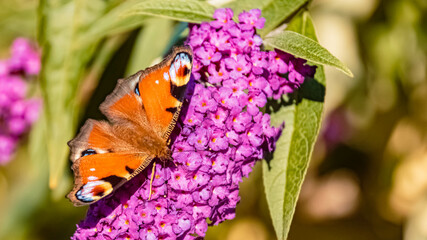 Macro of a beautiful peacock butterfly, aglais io, on a flower