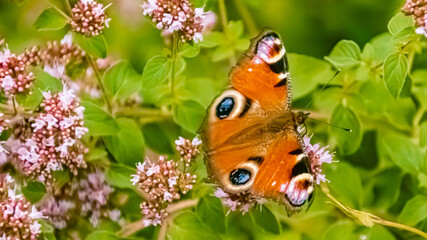 Macro of a beautiful peacock butterfly, aglais io, on a flower