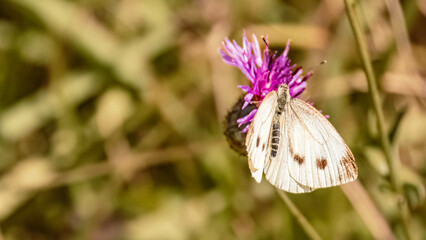 Macro of Pieris brassicae, cabbage butterfly on a flower