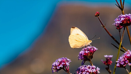 Macro of Pieris brassicae, cabbage butterfly, with the famous Kitzbueheler Horn summit in the...