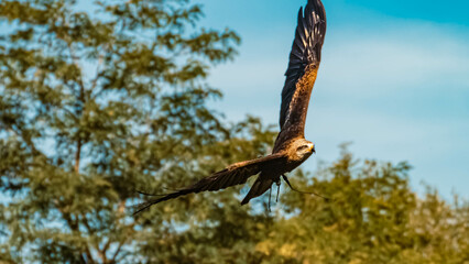 Milvus migrans, black kite, in flight on a sunny summer day