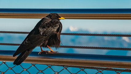 Pyrrhocorax graculus, alpine chough, sitting on a steel railing at the famous Zugspitze summit near...