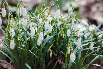 White snowdrops blooming in spring forest, Galanthus nivalis wildflowers